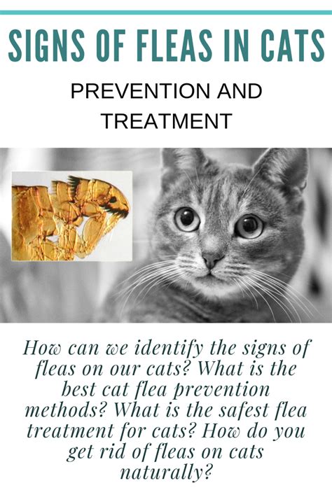 Cat Fleas Symptoms On Humans All Pets 24