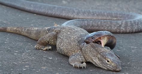Witness The Fierce Battle Between The Giant Lizard And The Venomous Rattlesnake VIDEO