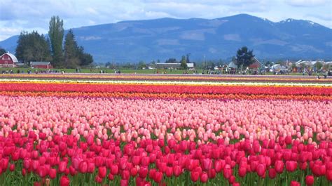 Skagit Valley Washington Valley Of Flowers Travel Guide