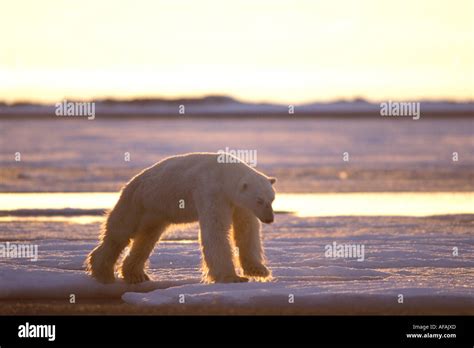 Polar Bear Ursus Maritimus Starving Bear Walking On The 1002 Coastal