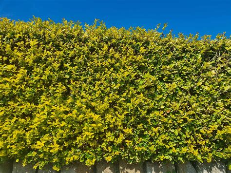 Golden Privet Hedges Privet Hedge For Sale Hedgingie