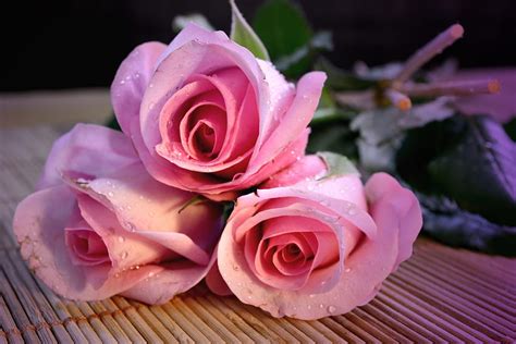 Pink Roses Graphy Roses Beautiful Romance Beauty Rose Pink Flower Love Flowers