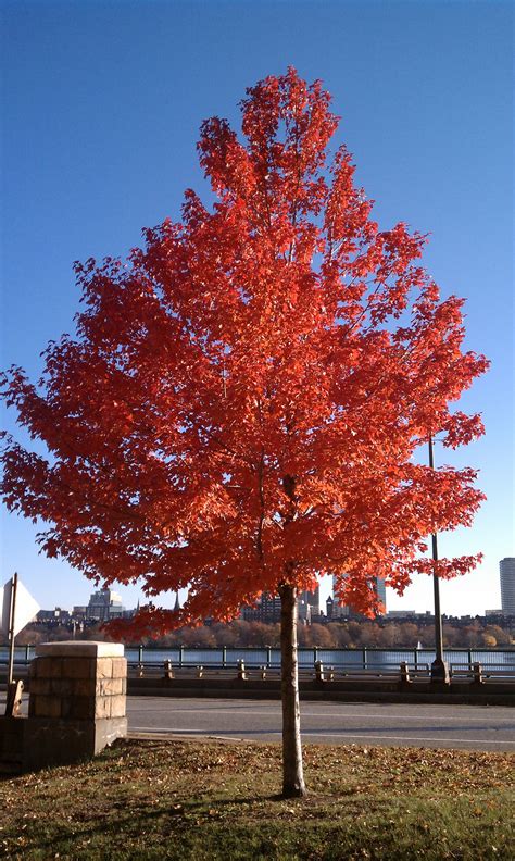 Tree With Red Leaves Year Long Landscaping Ideas Pinterest Red Leaves