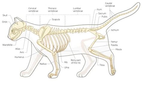 Cat Bone Anatomy Front