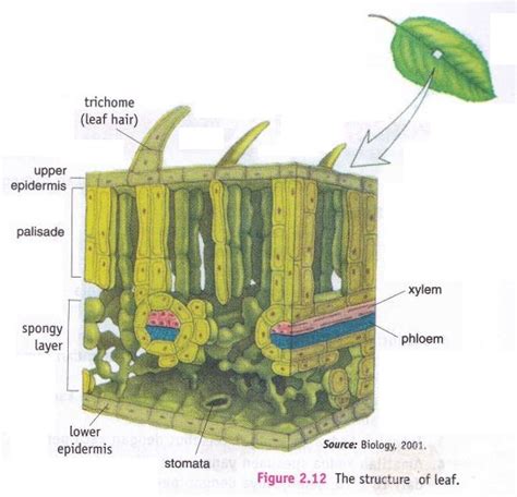 The Structure Of Leaf ~ New Science Biology