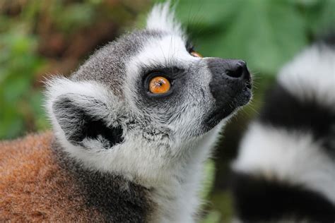 Do Lemurs Make Good Pets 9 Things You Need To Know Pet Keen