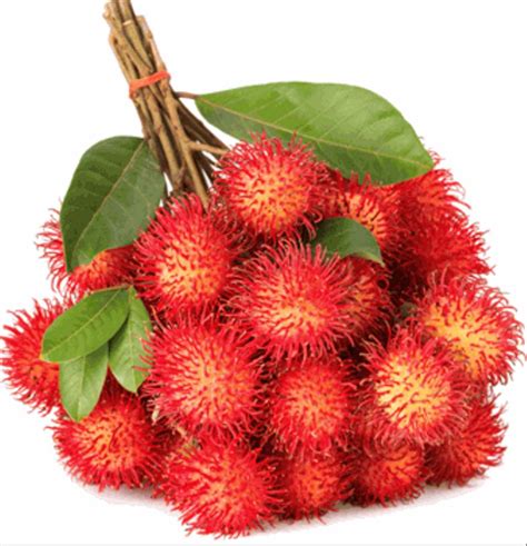 Top 97 Pictures Images Of Rambutan Fruit Superb
