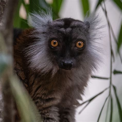 Black Lemur Meet Our Animals Plan Your Visit Chester Zoo