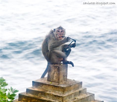 Entree Kibbles Beware Of The Thieving Monkeys Uluwatu Temple Bali