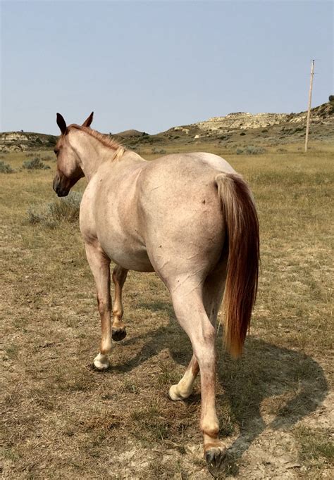 Yearling Red Roan Filly By Yellow Roan Of Texas