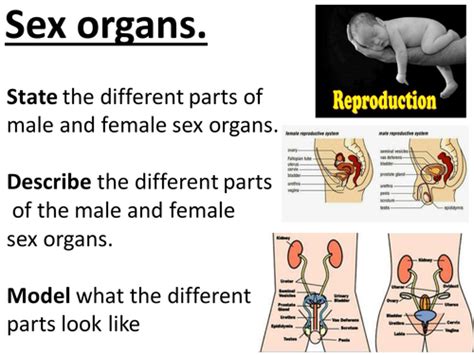 Sex Organs Male And Female Sex Organs Structure Key Words Etc