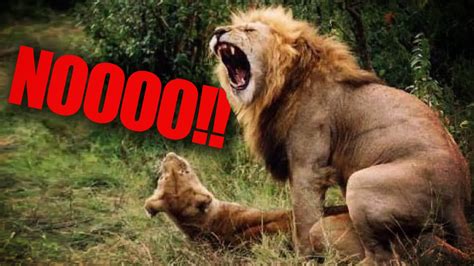 African Lion Extinct By 2050 Youtube