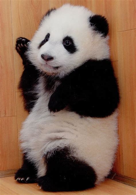 Fictionspulp © Lohsmeng Baby Animals Funny Panda Bear