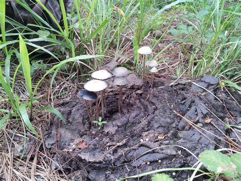 Habitat And Season Of Copelandia Cyanescens Mushroom Hunting And
