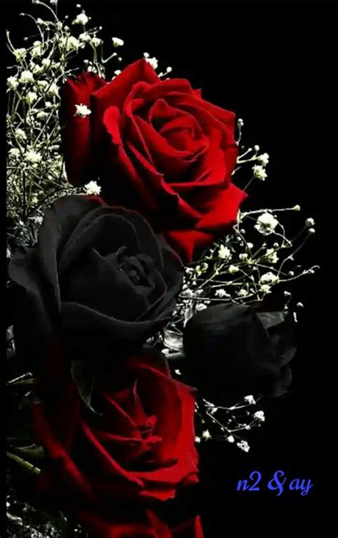 beautiful black rose wallpaper hd black roses wallpaper black rose flower red roses wallpaper