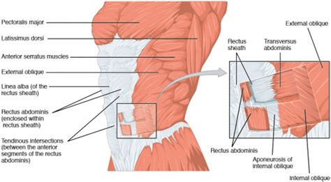 The main function of the abdominal muscles is to protect the viscera and can be divided into 4 regions * unilateral contraction: Diastasis recti abdominis - Physiopedia