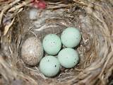 Pictures of House Finch Eggs Color