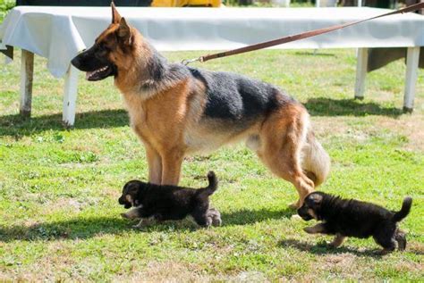 German Shepherd Puppies 8 Months Old For Sale In Renton Washington