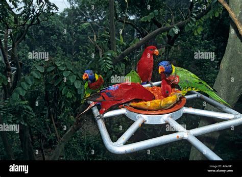 Rainbow Lorikeets Trichoglossus Haematodus And Red Lories Eos Bornea