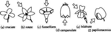 Flower Shapes Fig 2 Natural Pictures Download Scientific Diagram