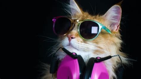 Beautiful Cool Cat Posing Sunglasses Headphones — Stock