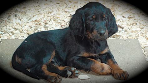 We got our first gordon setter back in the fall of 2014. Gordon Setter Crossing: Gordon Setter Puppies At 6 Weeks Old