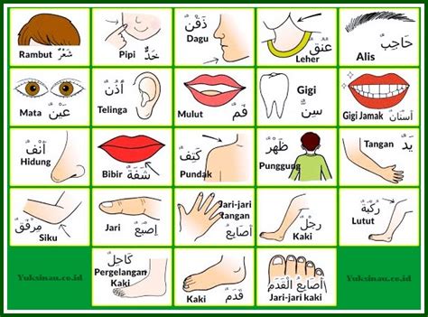 Bahasa Arab Anggota Tubuh Beserta Artinya Lengkap