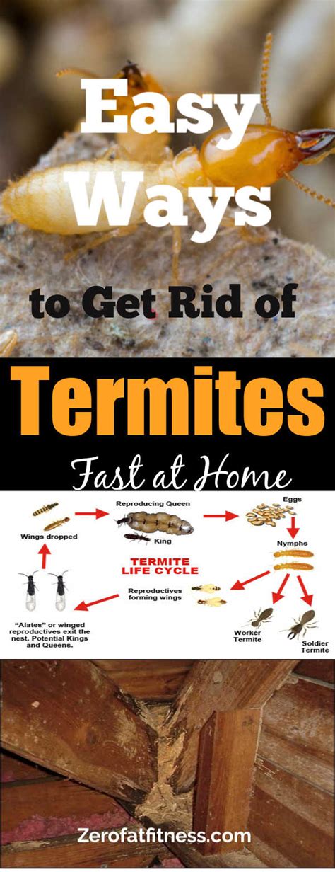 Protecting Your Frisco Texas Home From Termite Infestations Home