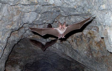 13 Awesome Facts About Bats 2022