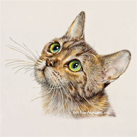 Pencil Portrait Artist Tabby Coloured Pencil Cat
