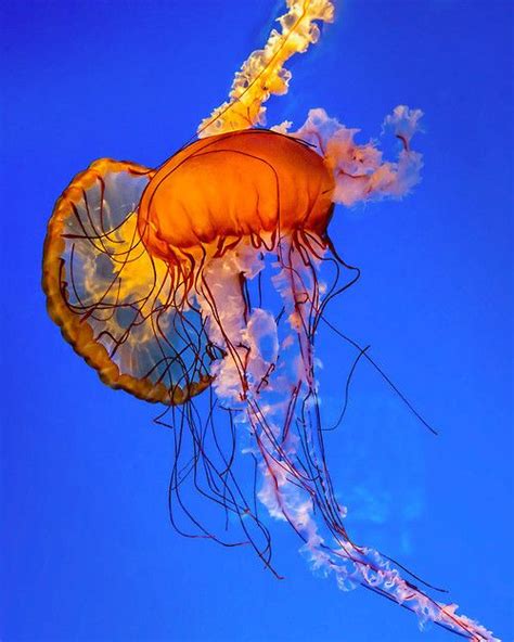 4 Tumblr Beautiful Sea Creatures Jellyfish Jellyfish