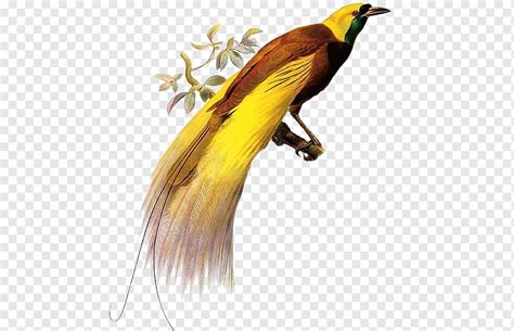 Burung cendrawasih adalah salah satu jenis burung yang paling ikonik yang berasal dari maluku dan papua. Gambar Burung Cendrawasih Kartun Hitam Putih