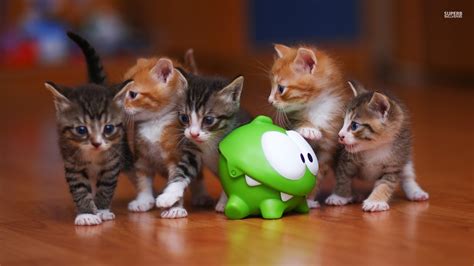 Kitties! - Cats Wallpaper (38680709) - Fanpop