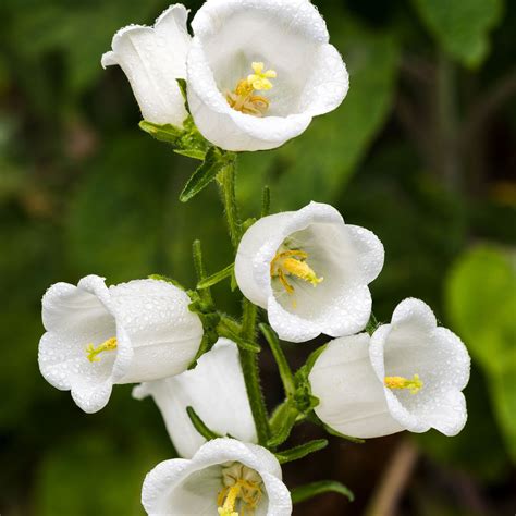 Bell Flower White Ubicaciondepersonascdmxgobmx