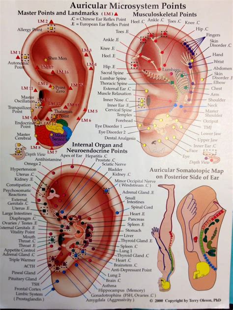 Nikki Wolf Acupuncture Blog The Ins And Outs Of Auricular Acupuncture Ear Reflexology