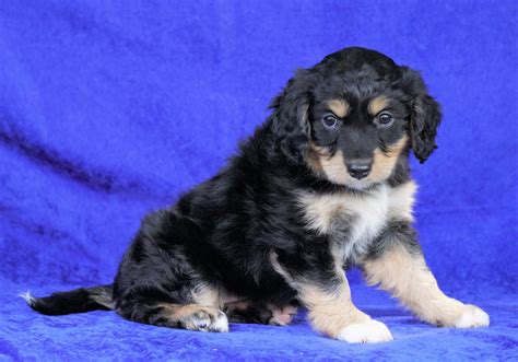 Mini Aussiedoodle For Sale Millersburg Oh Female Stella Ac Puppies Llc