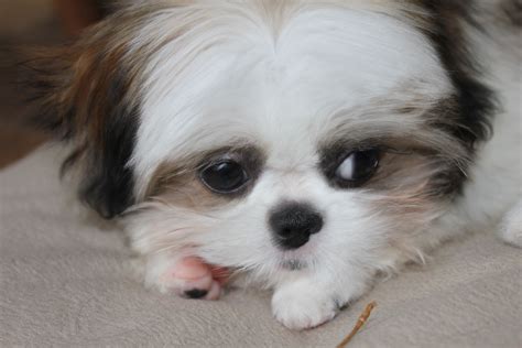 Pin By Jennifer Gilliam Rodriguez On My Pets Puppy Eyes Shih Tzu