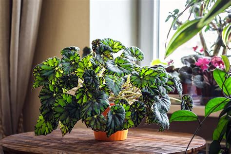 47 Small Indoor Plants That Love Shade