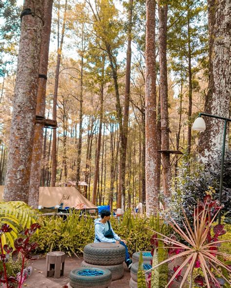 5 Destinasi Wisata Hutan Pinus Malang Yang Instagramable Wisatahits