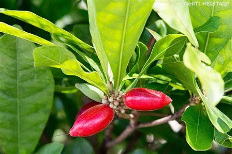 Fruit Miraculeux Il Sucre Sans Calorie Via Tahitiheritage Tahiti