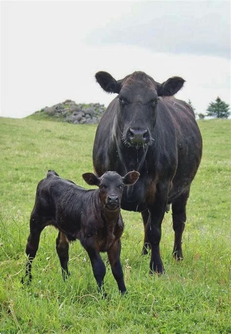 Beautiful Black Angus Cow At Pasture With Her Cute Calf Cow Calf