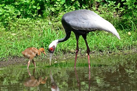 Breeding Populations Of White Naped Cranes On Decline In Eastern