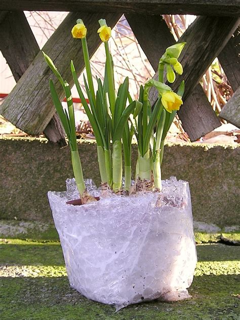 Mit frühlingsblühern wie narzissen, hyazinthen und ranunkeln lässt sich die wohnung verschönern. Narzissen für Wohnung oder Garten?! » Majas Pflanzenblog
