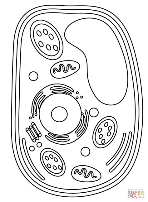 Plant Cell Coloring Page Free Printable Coloring Pages