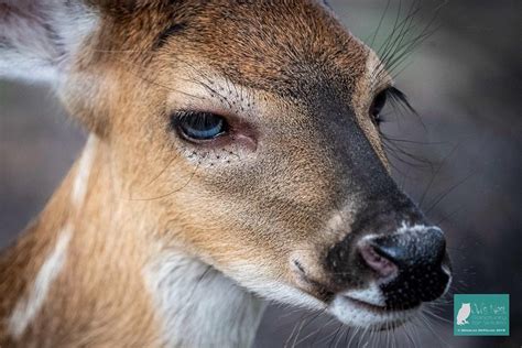 Blue Eyed Deer Was Rescued Is In A Loving And Caring Refuge Now