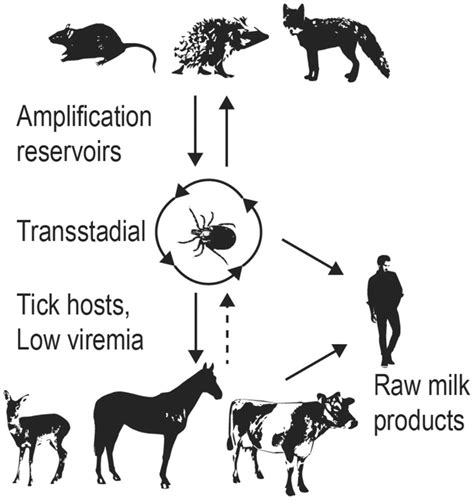 Tick‐borne Encephalitis Virus And Liv Transmission Involves A Complex