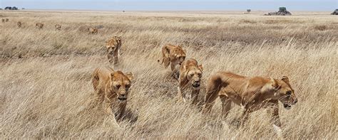 Serengeti Africa Geographic Travel