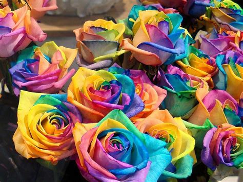 Rainbow Flowers Wallpapers Top Free Rainbow Flowers Backgrounds