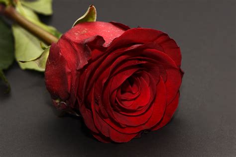 Free Images Rose Flower Romance Romantic Love Blossom Bloom