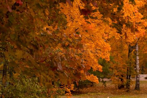 Collection Of Beautiful Colorful Autumn Leaves Green Yellow Orange